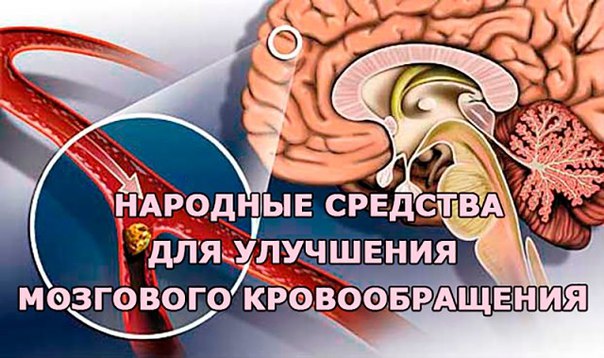 Народные средства для улучшения мозгового кровообращения. 