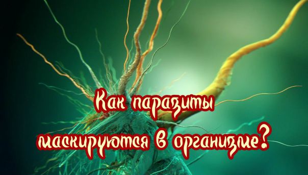 КАК ПАРАЗИТЫ МАСКИРУЮТСЯ В ОРГАНИЗМЕ. 