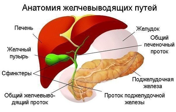 ПОМОЩЬ ЖЕЛЧНОМУ ПУЗЫРЮ И ПЕЧЕНИ 