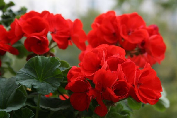  9 НЕДУГОВ, ОТ КОТОРЫХ ПОМОГАЕТ ГЕРАНЬ 