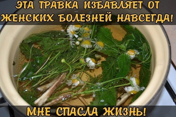 ЭТА ТРАВКА ИЗБАВЛЯЕТ ОТ ЖЕНСКИХ БОЛЕЗНЕЙ    НАВСЕГДА! 