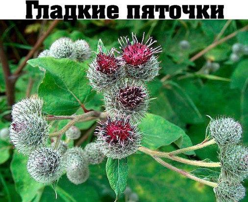 ОТ ТРЕЩИН НА ПЯТКАХ — ЛОПУХ 