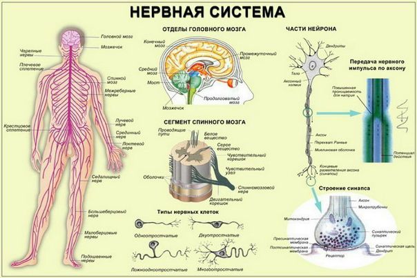 Что любит и не любит нервная система 