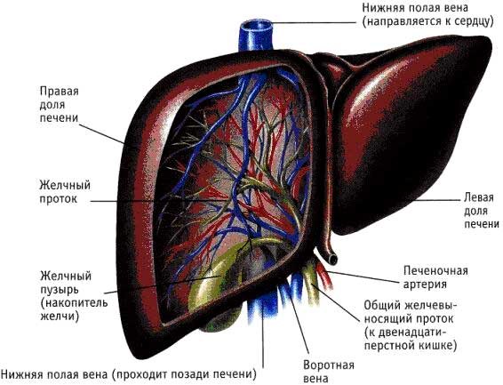 Как сохранить печень здоровой 