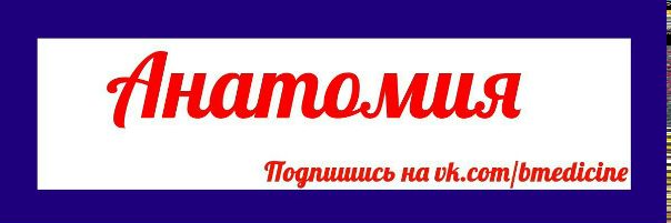 Вся библиотека учебников по анатомии здесь: