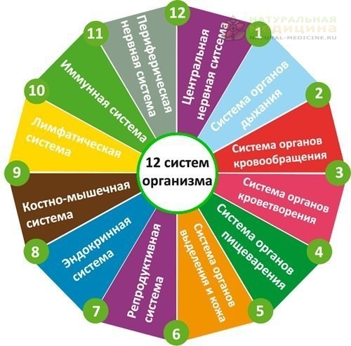 ДВЕНАДЦАТЬ CИCТЕМ ОРГАНИЗМА ЧЕЛОВЕKА