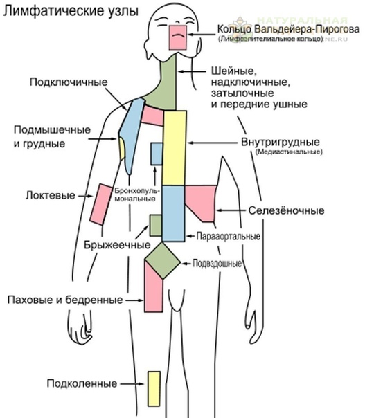 Гpуппы лимфaтичеcкиx узлов