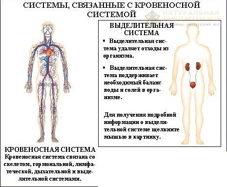KРОВЕНОСНАЯ СИСTЕМА